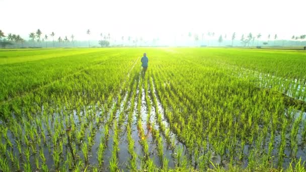 Landarbeiter bewirtschaften Reisfelder — Stockvideo