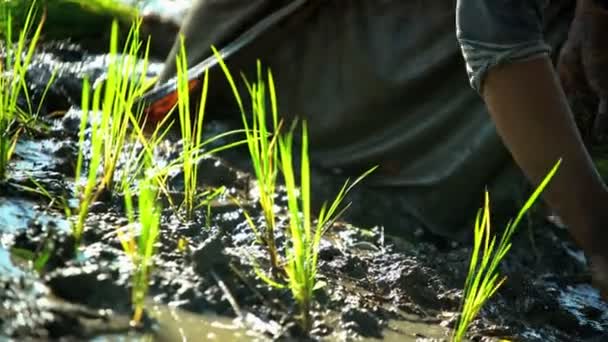 Trabajador plantando plántulas de arroz — Vídeos de Stock