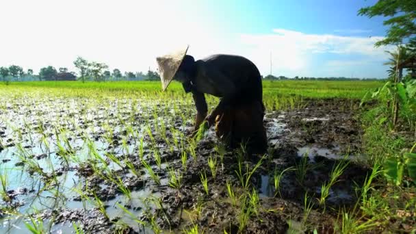 Boerderij werknemer aanplant rijst zaailingen — Stockvideo