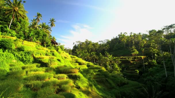 Rolnik ryżu na wzgórzu pola — Wideo stockowe