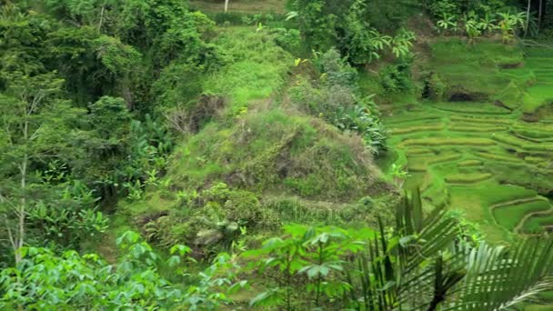 Παραδοσιακό ρύζι βιολογικής γεωργίας — Αρχείο Βίντεο