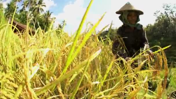 Worker gathering harvest crop — Stock Video