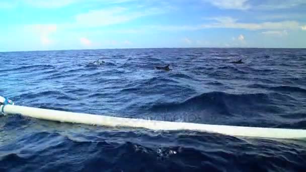 Dolfijnen zwemmen in de buurt van Outrigger boot — Stockvideo