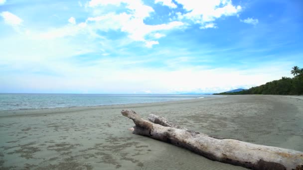 Beach with driftwood on sand — Stock Video