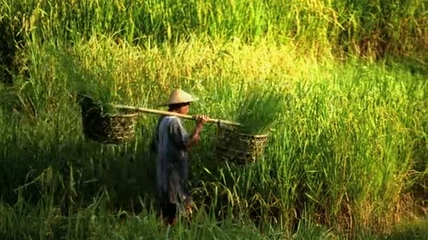 Rijst boer werken op heuvel veld — Stockvideo