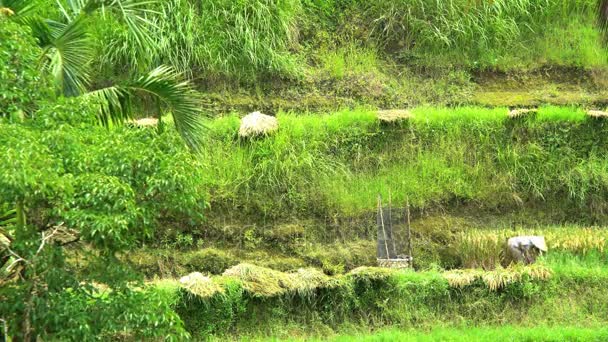 Працівник працює на терасах рисової ферми — стокове відео