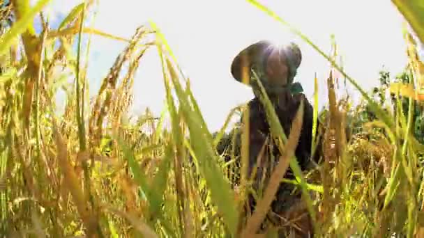 Worker gathering harvest crop — Stock Video