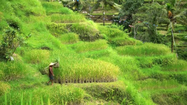 Boerderij werknemer dragende rijst oogst — Stockvideo