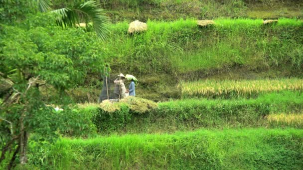 Boeren werken op heuvel terras — Stockvideo