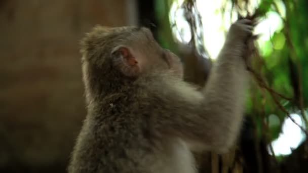 Macaque in tropical forest — Stock Video