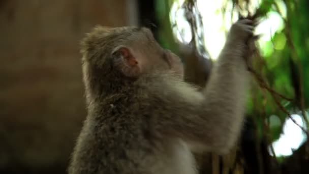 Macaco nella foresta tropicale — Video Stock