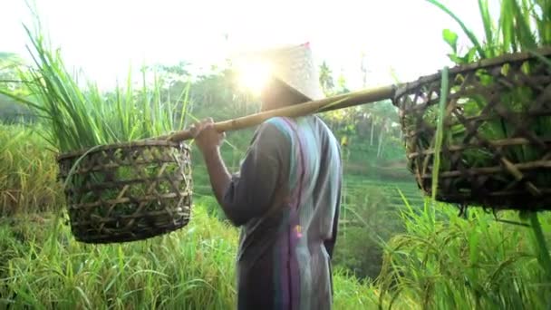 Rolnik ryżu na wzgórzu pola — Wideo stockowe