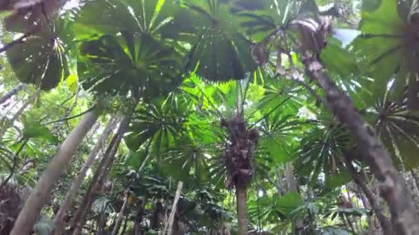 Éruption de soleil à travers les arbres dans la forêt tropicale Daintree — Video