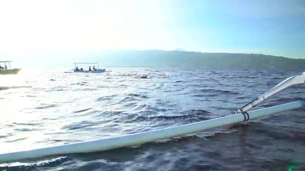 Delfines nadando cerca de barcos — Vídeo de stock