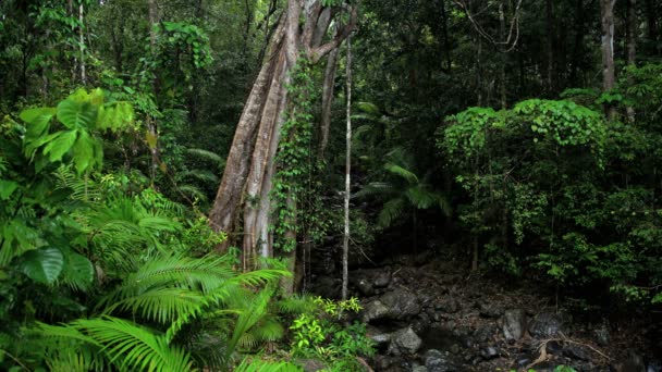 Vinhas da floresta e folhagem exuberante — Vídeo de Stock