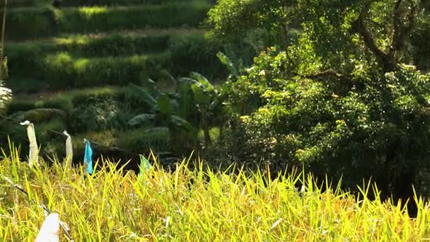 Lavrador de arroz campo de proteção — Vídeo de Stock