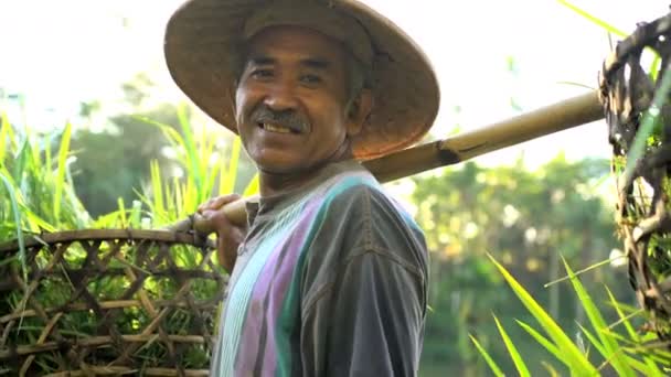 Man collecting rice plants — Stock Video