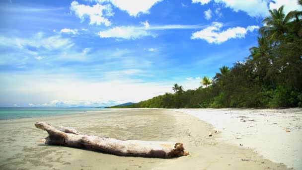 Driftwood on sand of beach — Stock Video