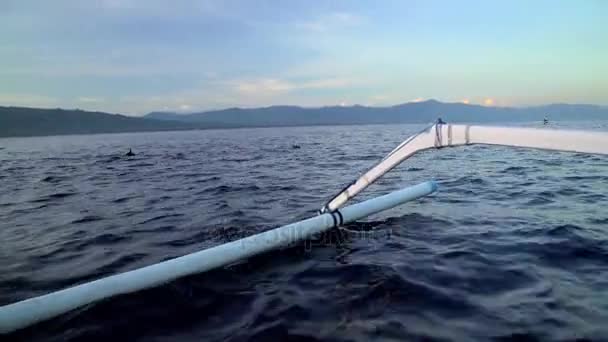 Golfinhos nadando perto de barcos — Vídeo de Stock