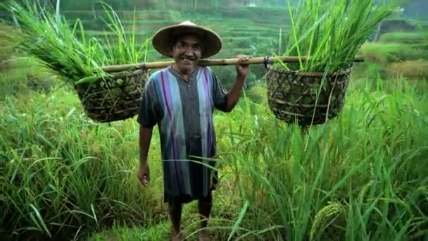 Trabajador que transporta cultivos de arroz — Vídeos de Stock