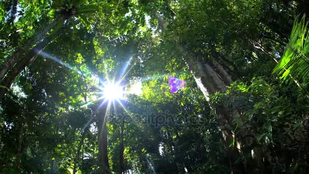 Napsütés fáklyát, buja trópusi növényzet keresztül — Stock videók