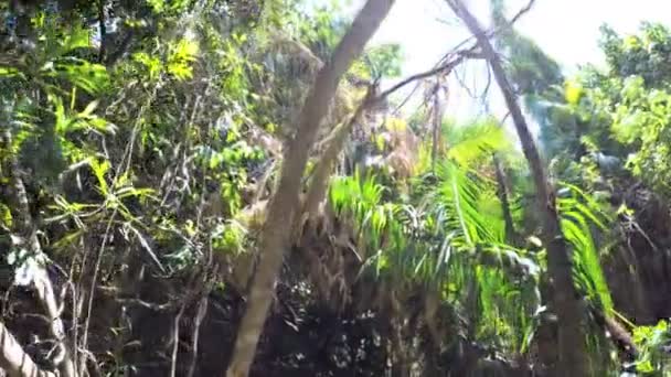 Éruption de soleil à travers les arbres dans la forêt tropicale Daintree — Video