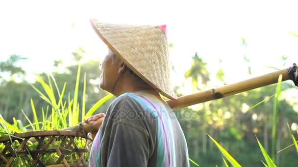 Homem coletando plantas de arroz — Vídeo de Stock