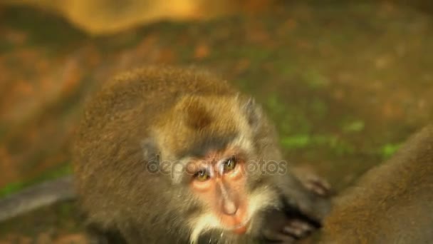 Santuario de vida silvestre con Macaque — Vídeo de stock