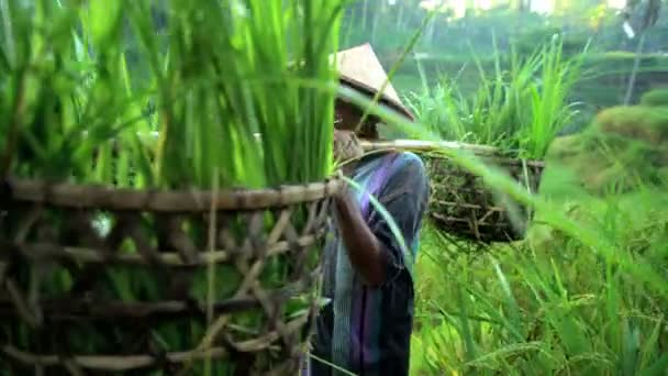 Людина збирає рисові рослини — стокове відео