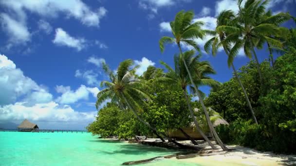 Palmy w tropikalnej laguny seledyn — Wideo stockowe
