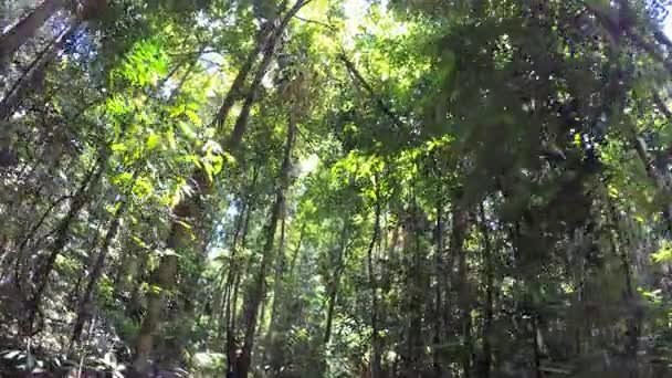 Tropische vegetatie van Daintree Rainforest — Stockvideo