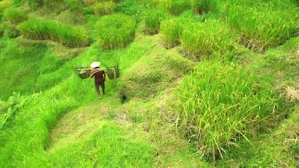 Работник, несущий урожай в корзинах — стоковое видео