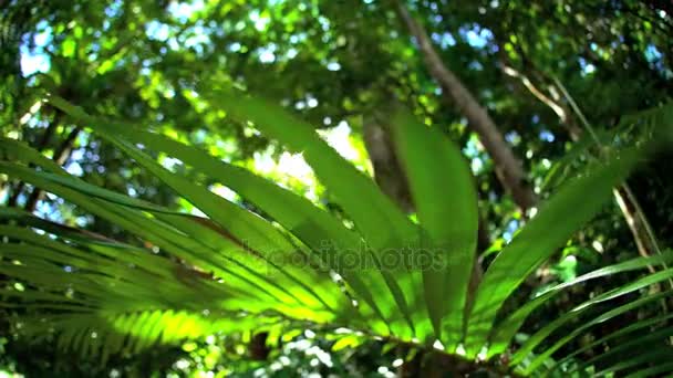 Sun flare through palm leaves — Stock Video