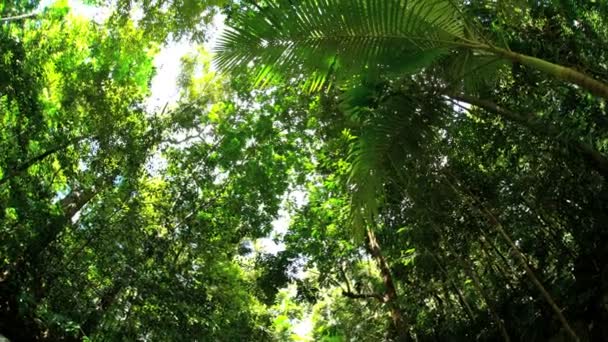 Τροπικό δάσος Daintree στο Κουίνσλαντ — Αρχείο Βίντεο