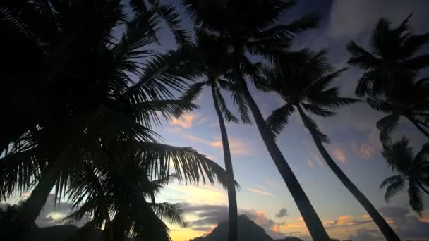 Palmiye ağaçları bungalov ile gün batımında — Stok video