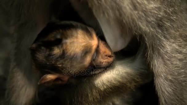 Macaque Baby z matką — Wideo stockowe