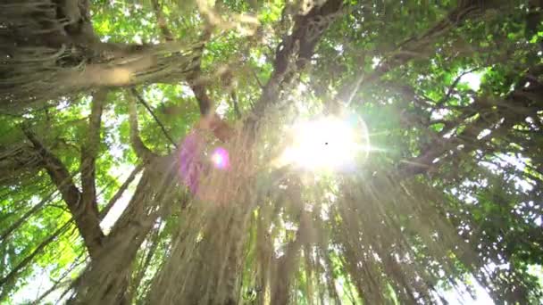 Luce del sole attraverso la giungla di alberi alti — Video Stock