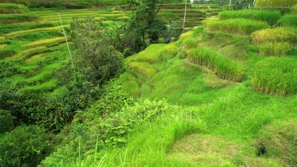 Traditionella ekologiska risodling — Stockvideo