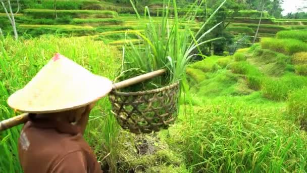 Trabalhador agrícola que trabalha em campos de arroz — Vídeo de Stock