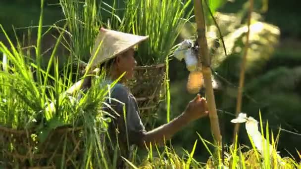 Работник с корзинами рисовых заводов — стоковое видео