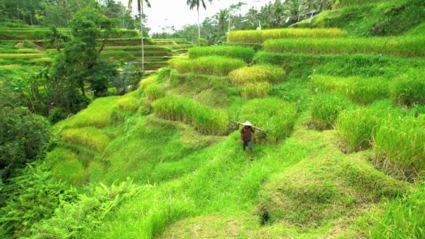 Agricultor de arroz que transporta culturas alimentares — Vídeo de Stock