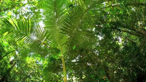 Napsütés fáklyát, buja trópusi növényzet keresztül — Stock videók