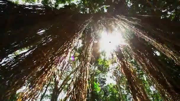 Sole bagliore attraverso l'albero alto nella giungla — Video Stock