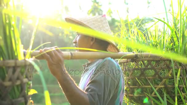 Agricultor de arroz que transporta arroz cosechado — Vídeos de Stock