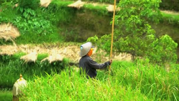 Cultivos alimentarios femeninos — Vídeo de stock