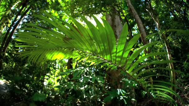 Daintree Rainforest in Queensland — Stock Video