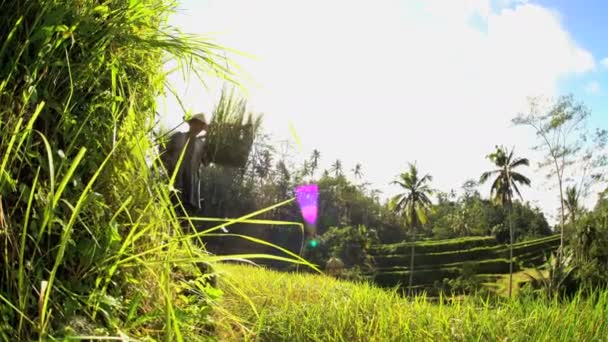 Ρύζι αγρότης που εργάζονται στο πεδίο πλαγιά — Αρχείο Βίντεο