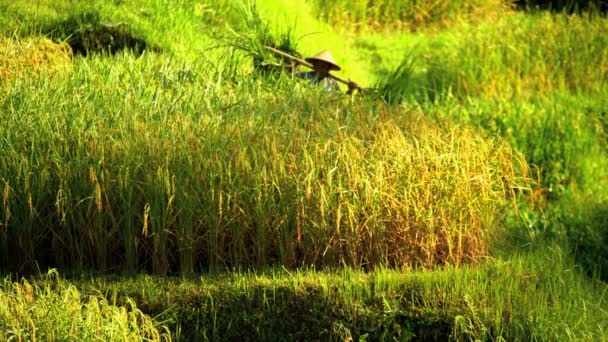 Agricultor de arroz que trabaja en el campo de ladera — Vídeos de Stock