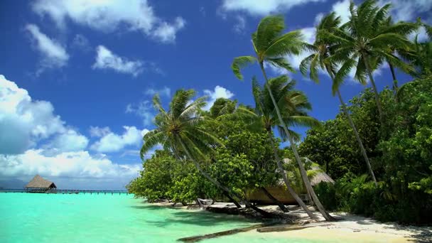 Palmy w tropikalnej laguny seledyn — Wideo stockowe