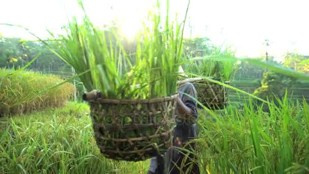 Worker carrying baskets of harvest rice — Stock Video